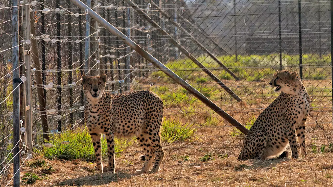 3 Cheetah Cubs Born in India to Replenish Species Die Amid Heat Wave