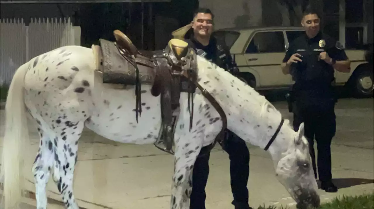 Video Shows California Officer Tracking Down Runaway Horse and Riding it Back to Owner