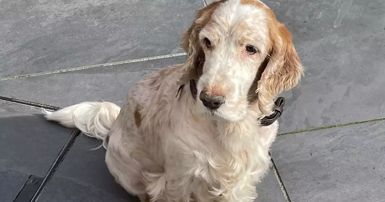 Cocker Spaniel saved by rare blood transfusion at animal hospital