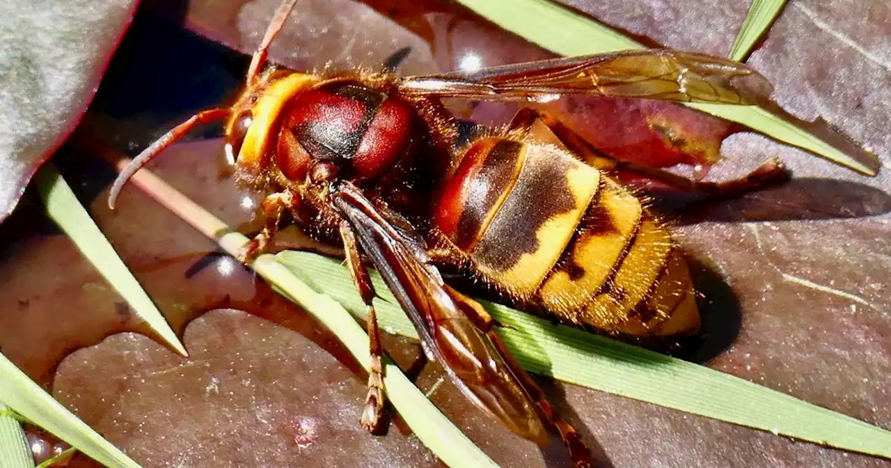 Expert warns Asian hornets will increase in UK over next 2 years