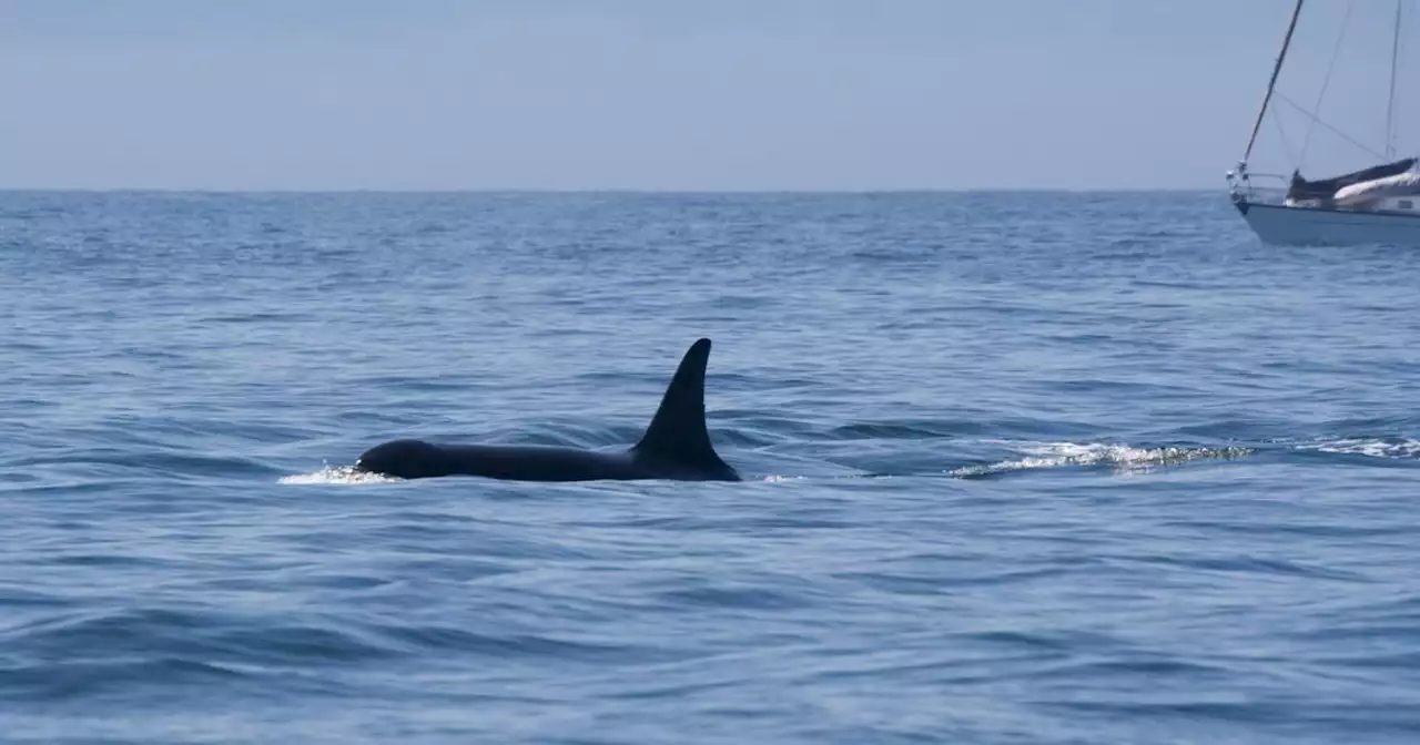 Why Are Orcas Sometimes Sinking Sailboats in Europe?