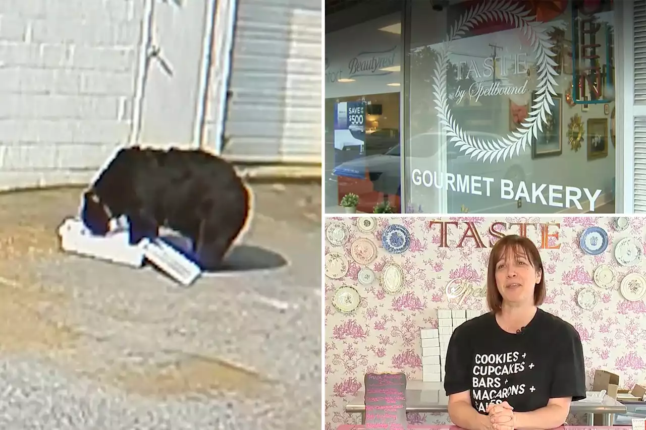 Large bear lumbers into Connecticut bakery, feasts on 60 cupcakes