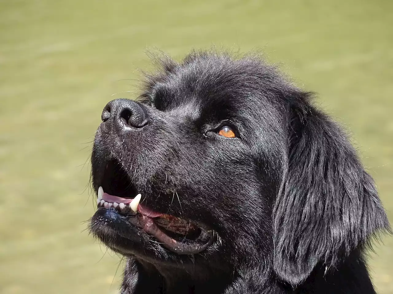 Todo lo que necesitas saber sobre el DNI para mascotas - Yo Animal