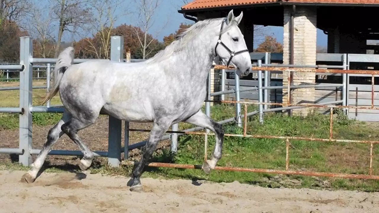 Branco di lupi attacca un allevamento, morti quattro cavalli alle porte di Roma