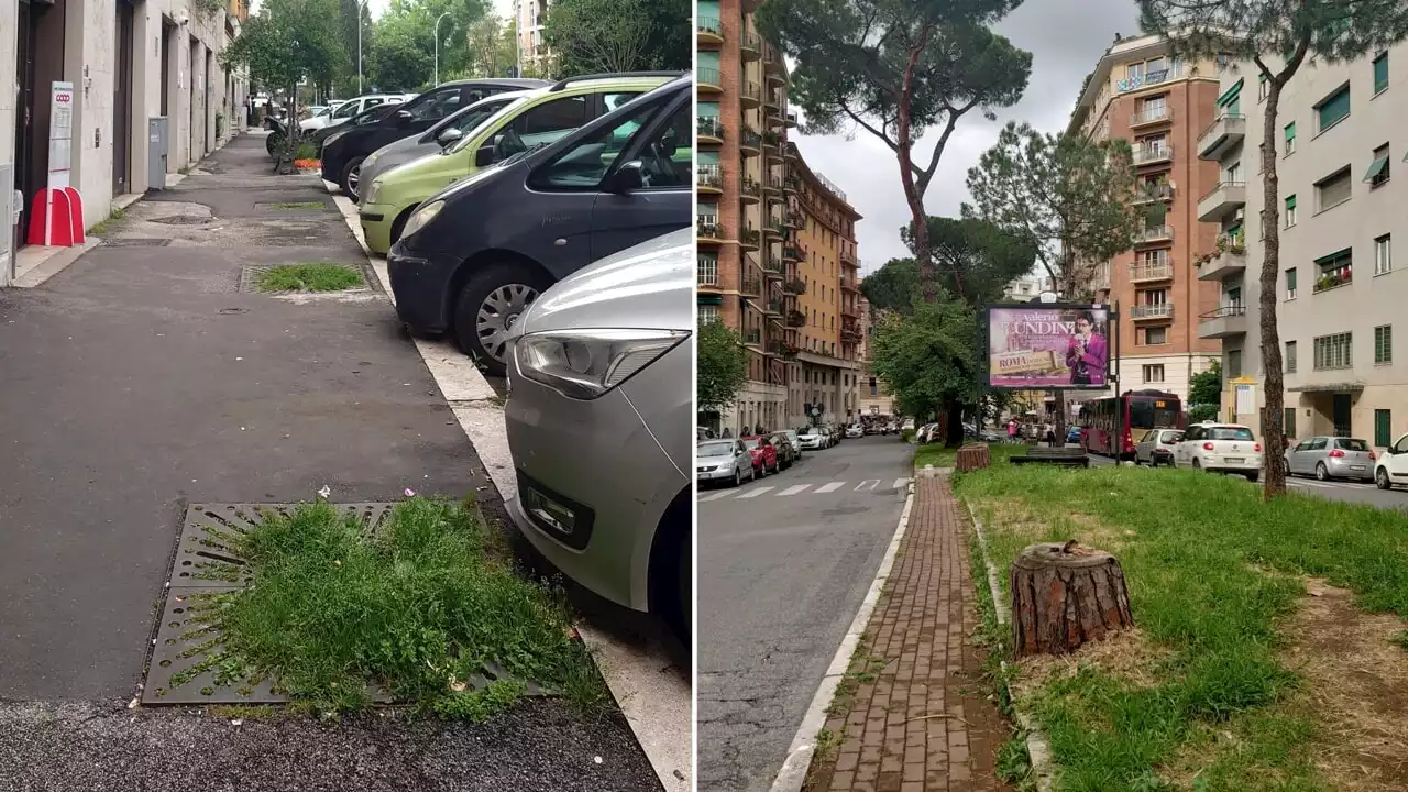 Nel quartiere Trieste sono spariti più di duemila alberi