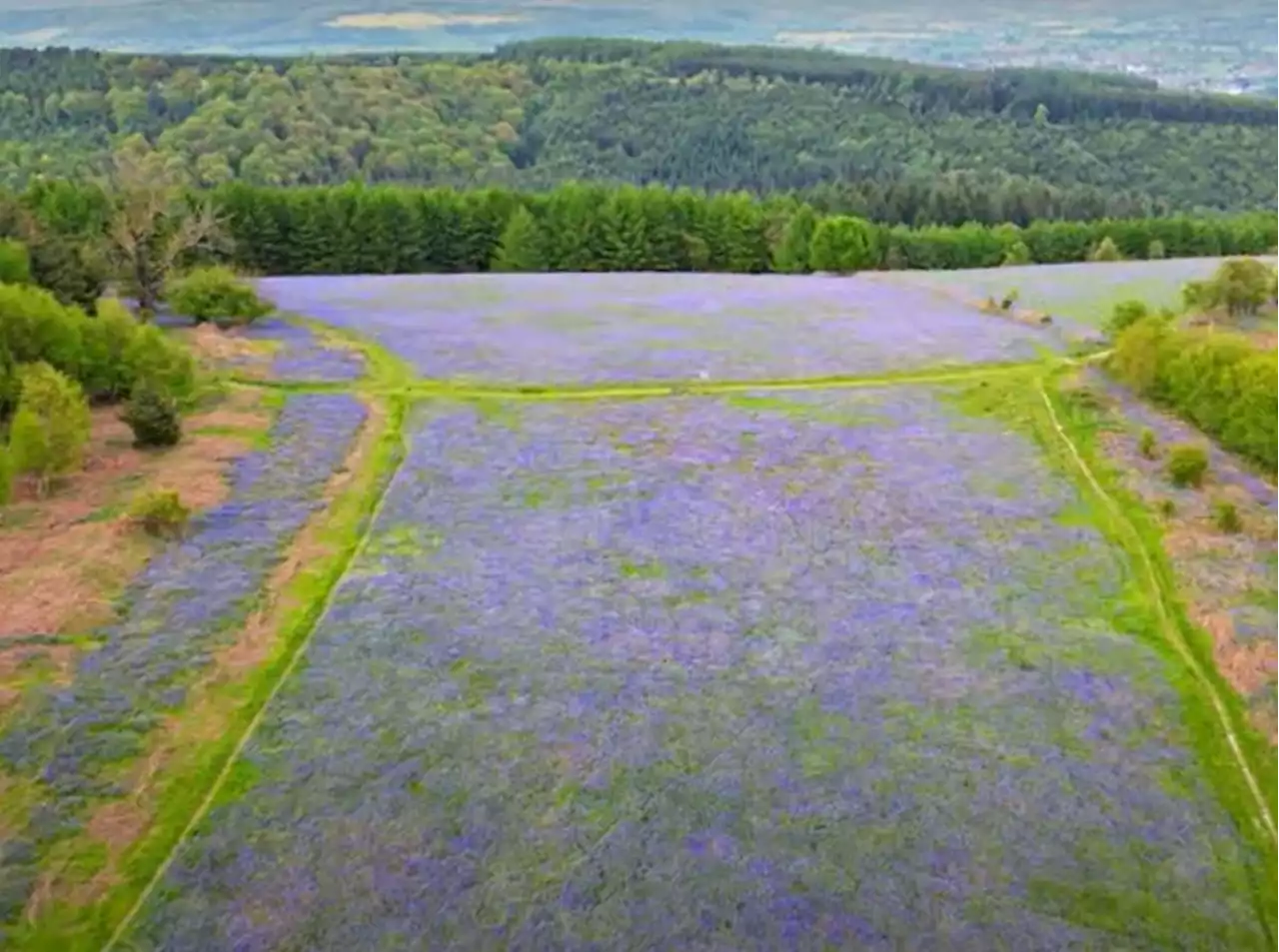 WATCH: Drone video reveals ocean of bluebells near the Shropshire border