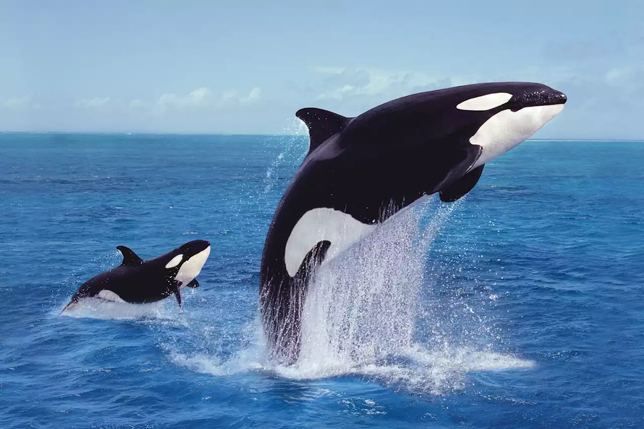 The Orcas Are Attacking Yachts. And the Internet Loves It.