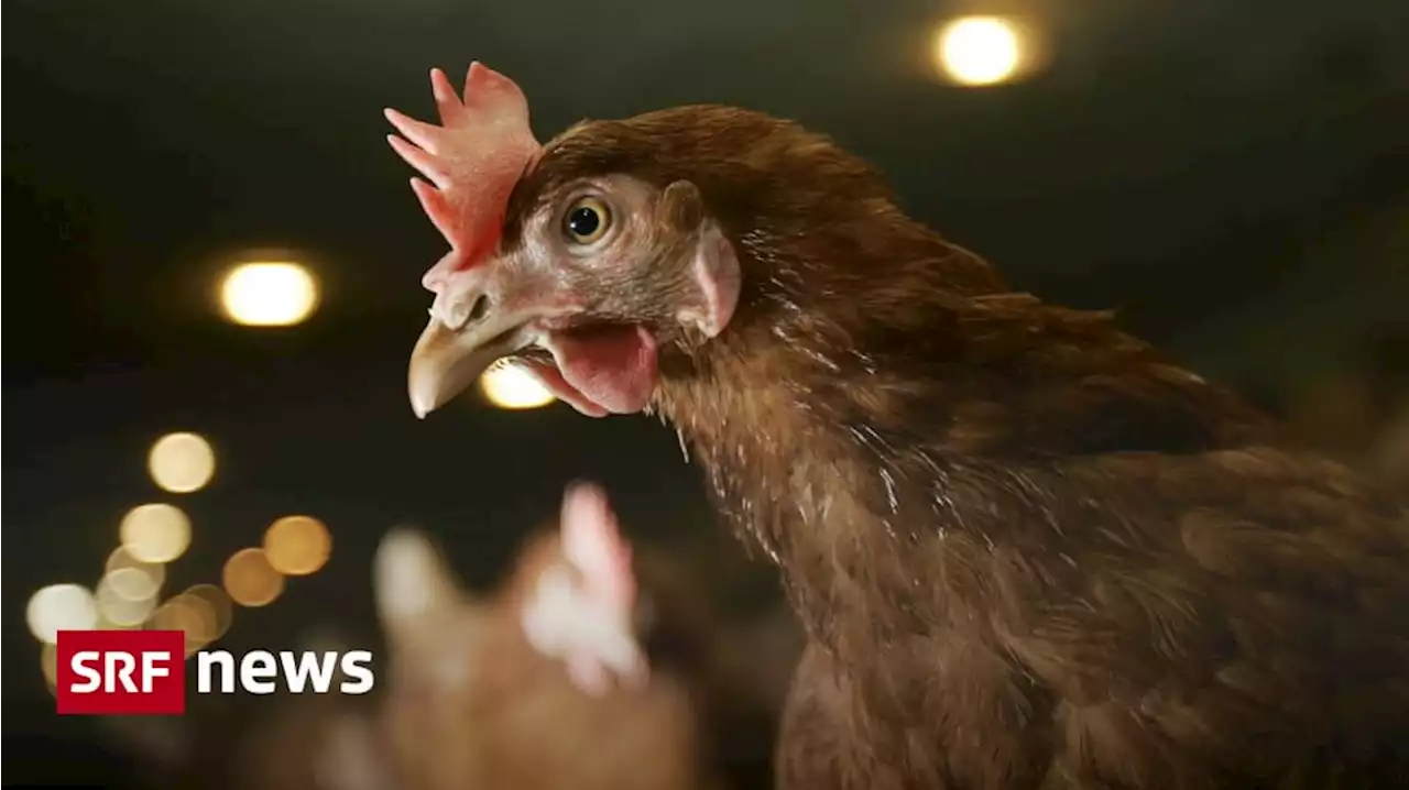 Vogelgrippe - Zürich und St. Gallen bekämpfen Vogelgrippe wieder stärker