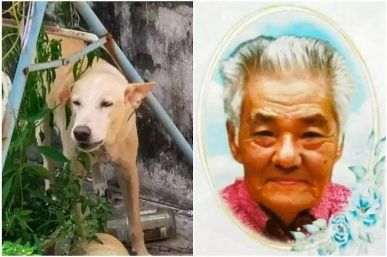 85-year-old man dies saving pet from dog catchers in Malaysia