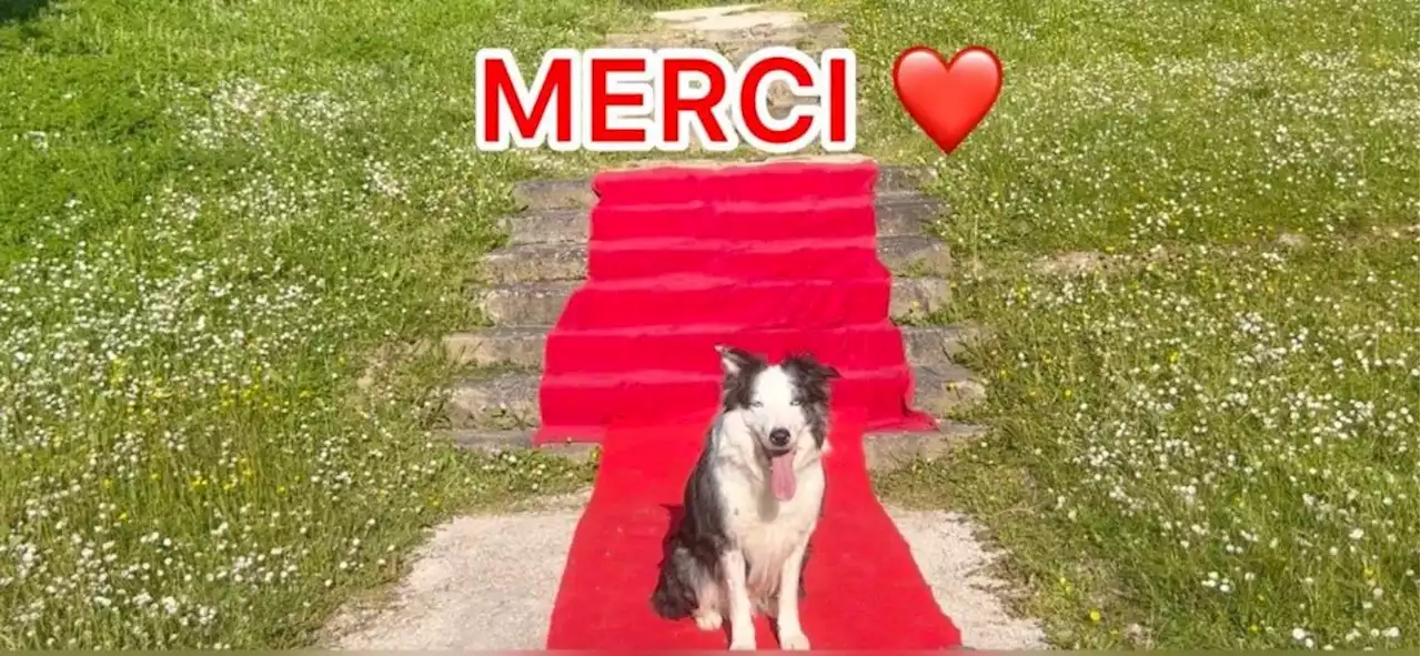 Cannes: ‘Anatomy of a Fall’ Border Collie Messi Wins Palm Dog in Most Competitive Canine Contest Yet