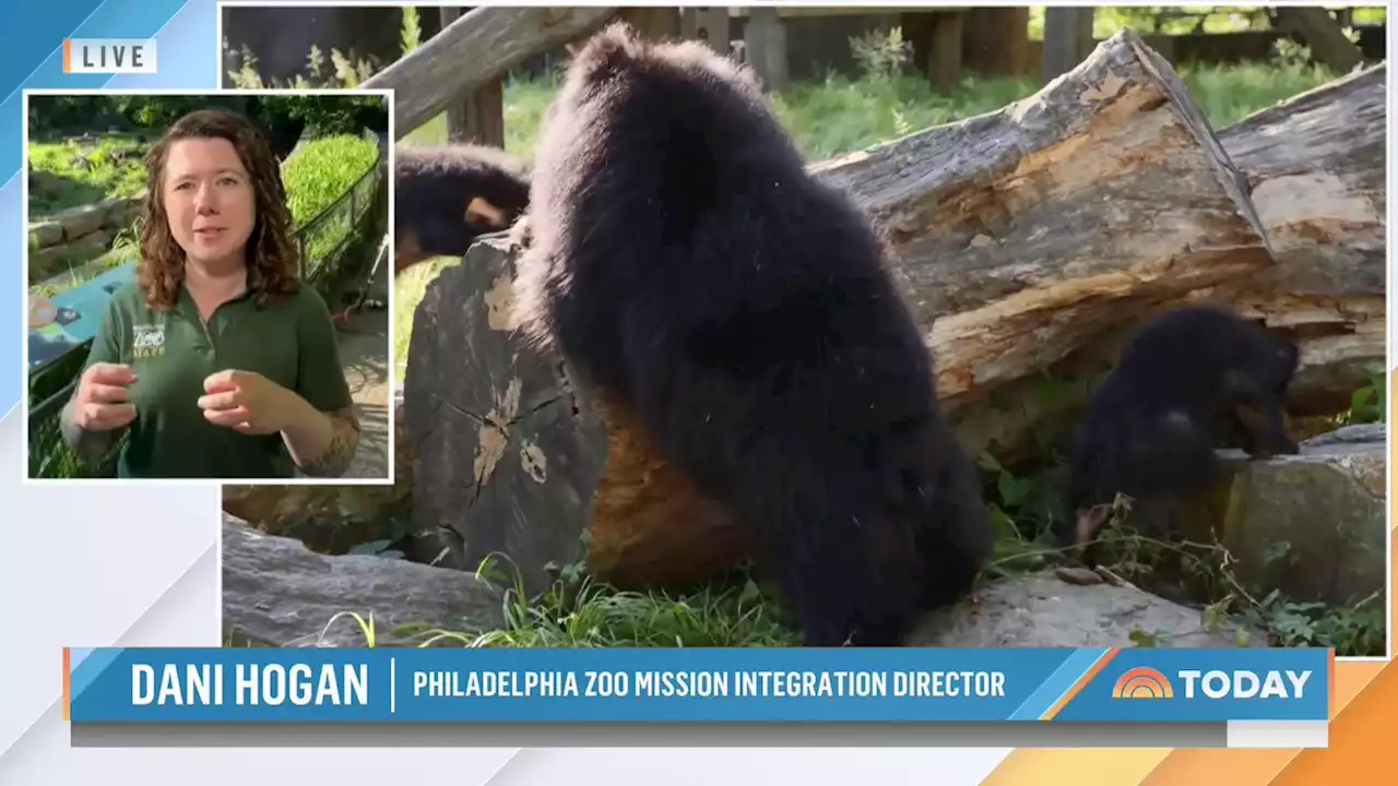 Here’s how you can help name Philadelphia Zoo’s endangered sloth bear cubs