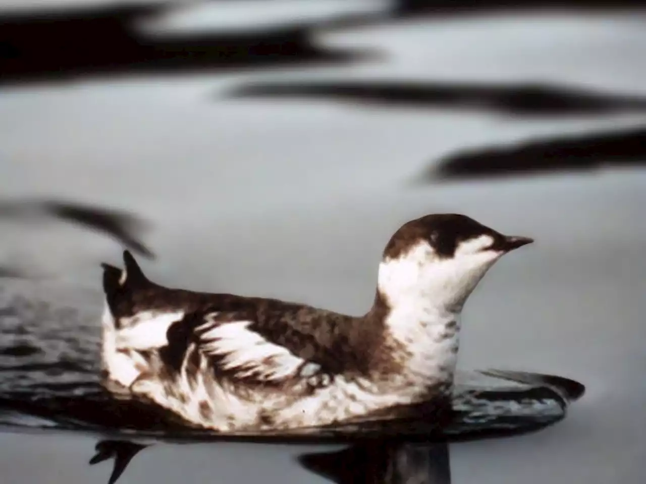 Bird experts ask B.C. to protect old-growth trees in Fairy Creek to save marbled murrelets