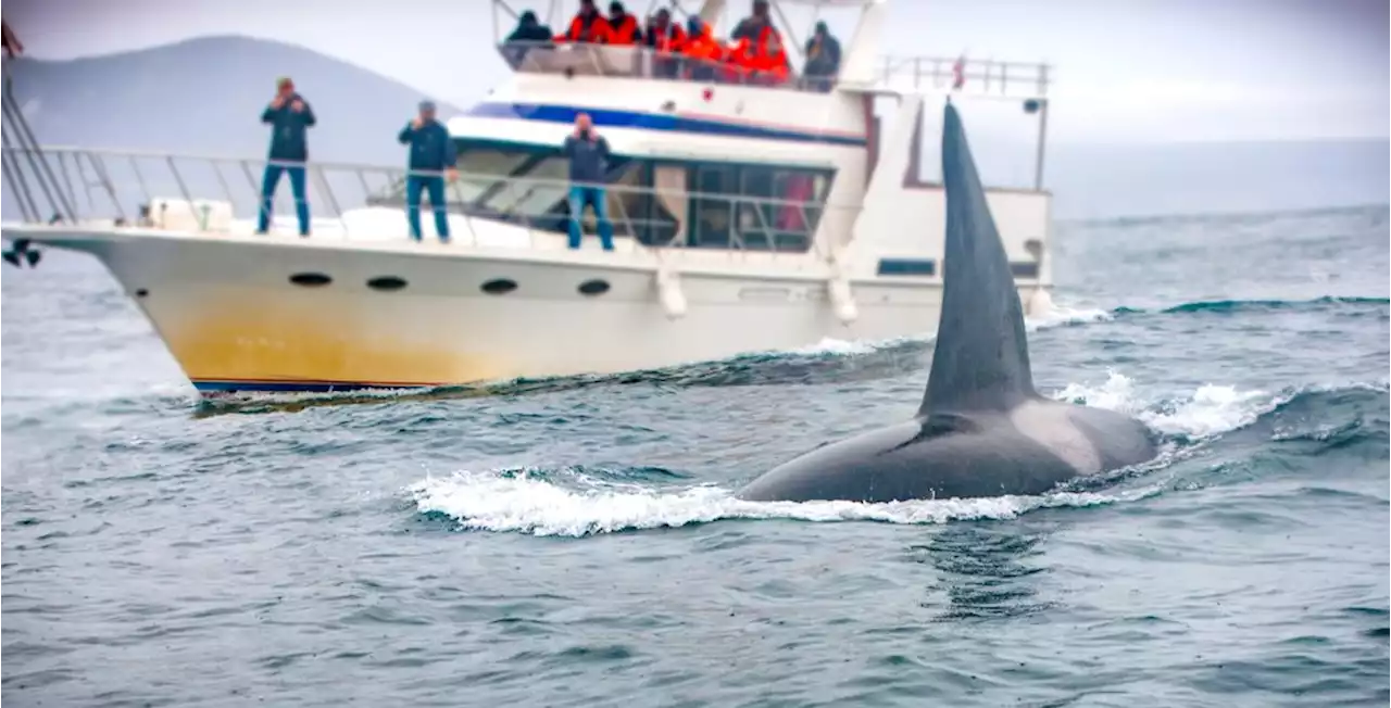 Spækhuggere angriber både i Middelhavet