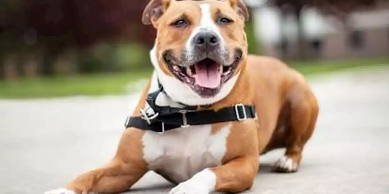Dog still looking for forever home after more than 5 years at shelters