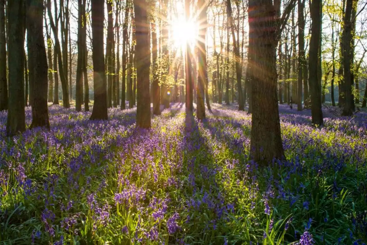 Here are 5 woodlands where you can go on a bluebell walk in North Yorkshire