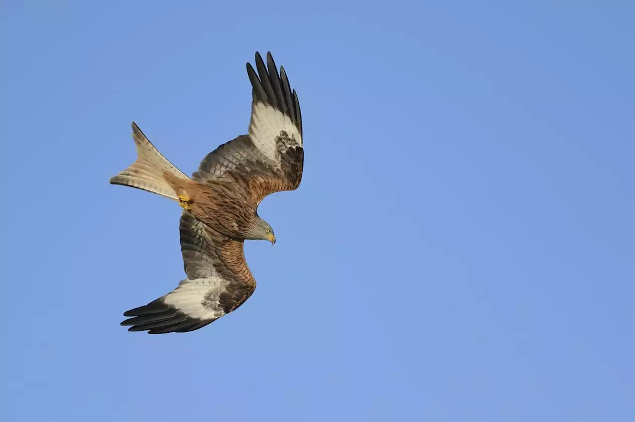 There’s something magical about sighting the Red Kite - Yorkshire Post Letters