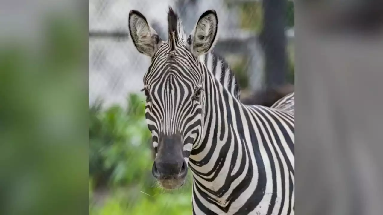 Zebra dies after running into fence post at Wisconsin zoo, officials say