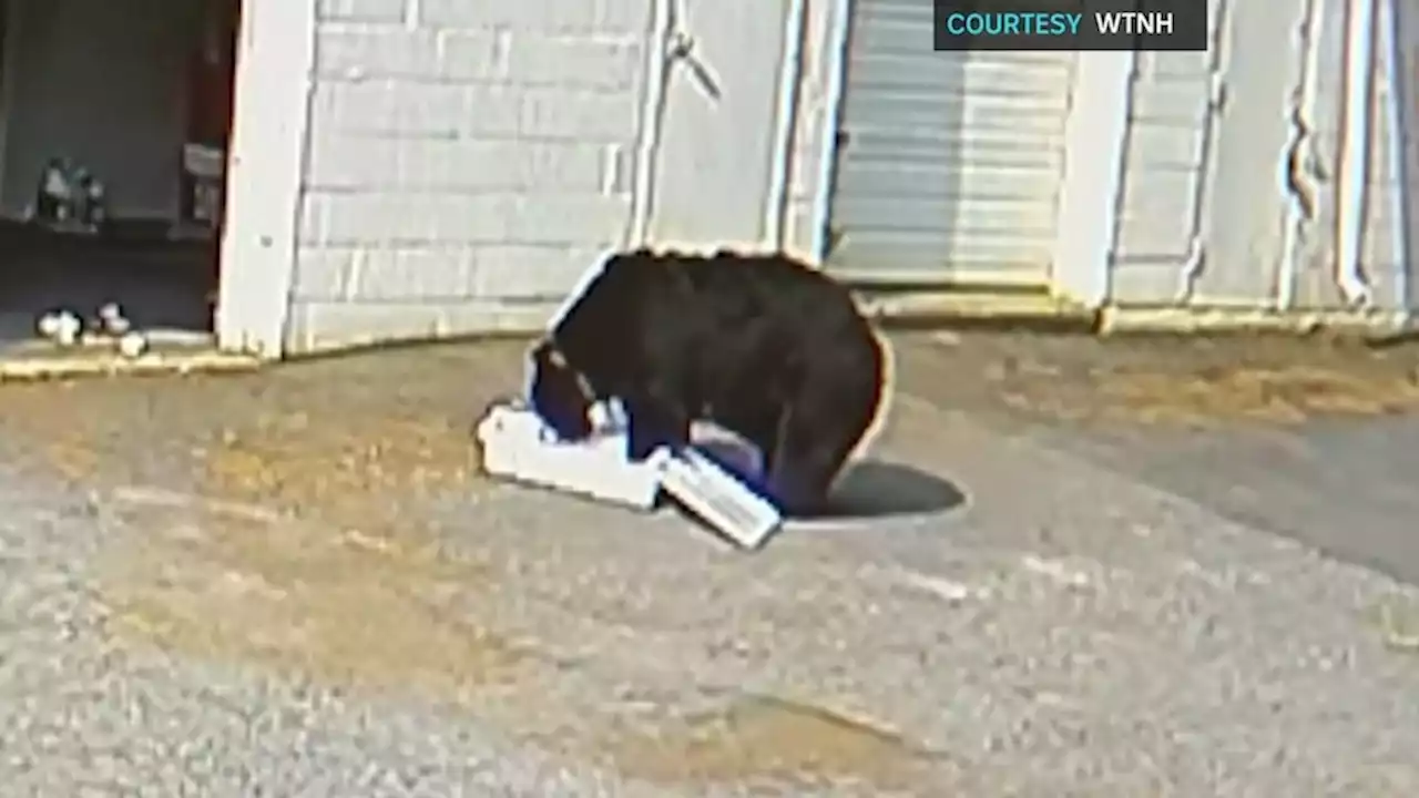 Bear breaks into bakery garage, helps itself to 60 cupcakes, strolls away