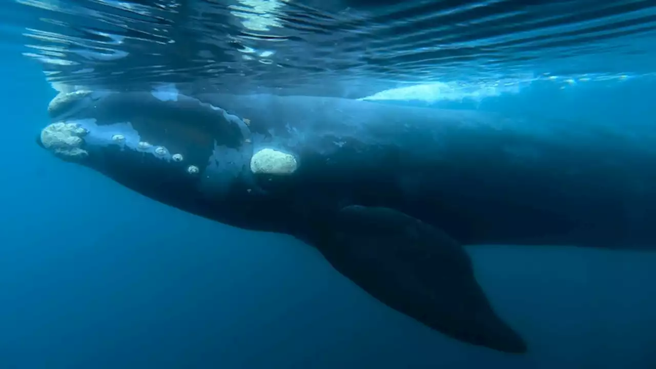 Seismic blasting opponents gear up for fight over Victoria's whale habitat as energy company cites high gas demand