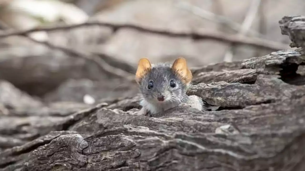 The male marsupial that lives for less than a year and serves one purpose