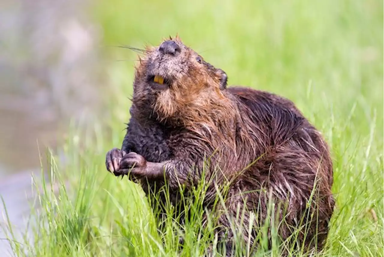 Biber: Biodiversitätsförderer und Störenfried, der sich in der Schweiz wohlfühlt - bauernzeitung.ch