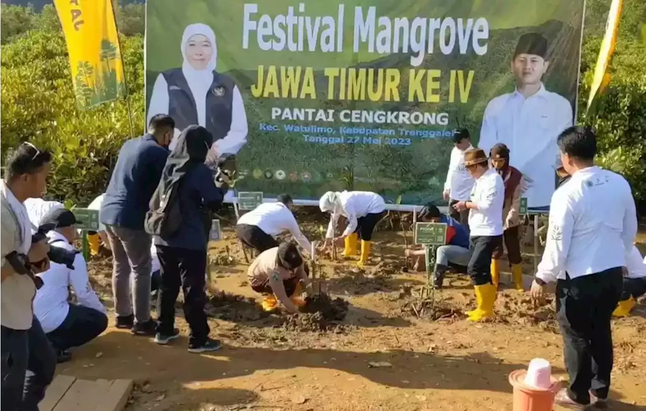 Kabupaten Trenggalek Tuan Rumah Festival Mangrove Se-Jawa Timur