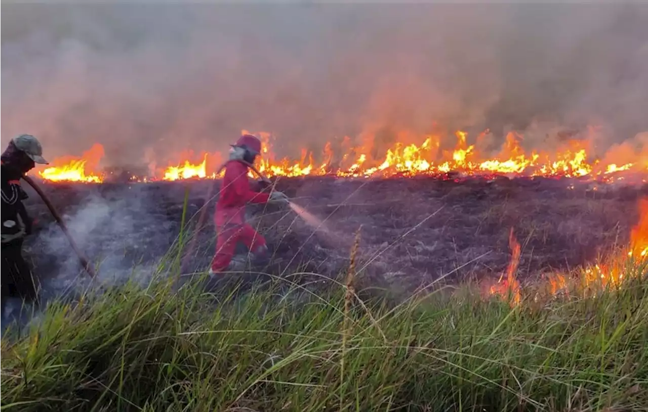 Petugas Kesulitan Padamkan Kebakaran Hutan Gambut di Pesisir Selatan