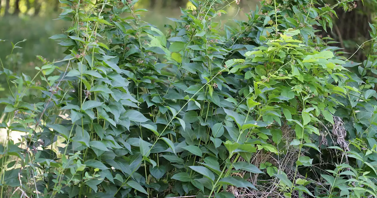 Popular Toronto trail is about to get doused with chemicals to kill invasive plants