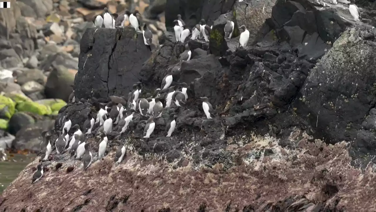 Island starts widespread eradication programme to protect endangered seabirds