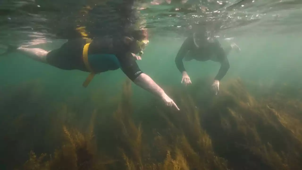 Sussex plans to restore kelp forests to fight climate change