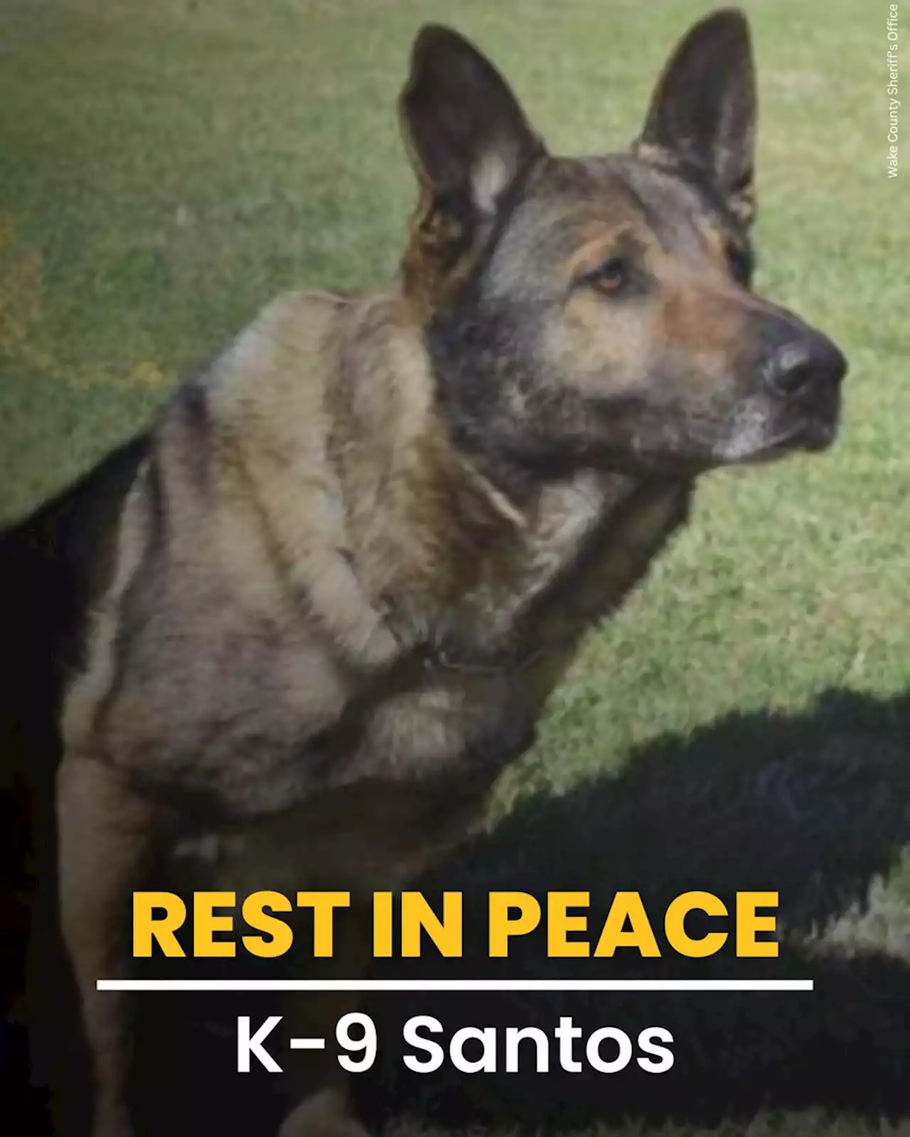 K-9 shot, killed while searching for suspect: ‘He gave his life’