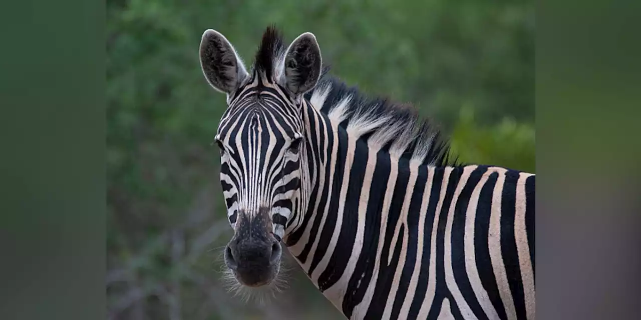 Zebra dies after running into fence post at zoo