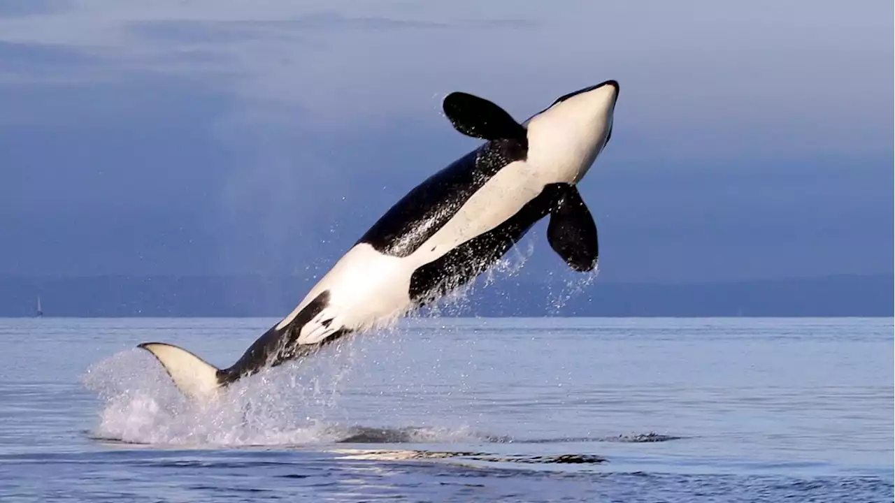 Killer whales wreck boat in latest attack off Spain