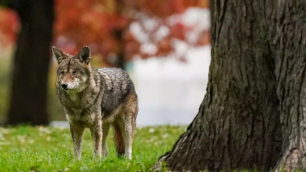 Animal advocates call for alternatives to coyotes, foxes in Ontario dog training areas