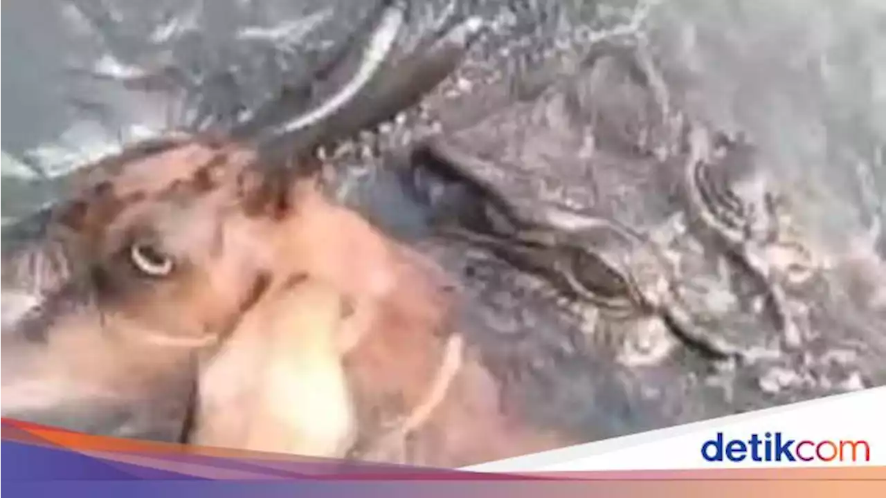 Belasan Buaya Muara Masuk Pemukiman Warga, Mangsa Kambing-Ayam