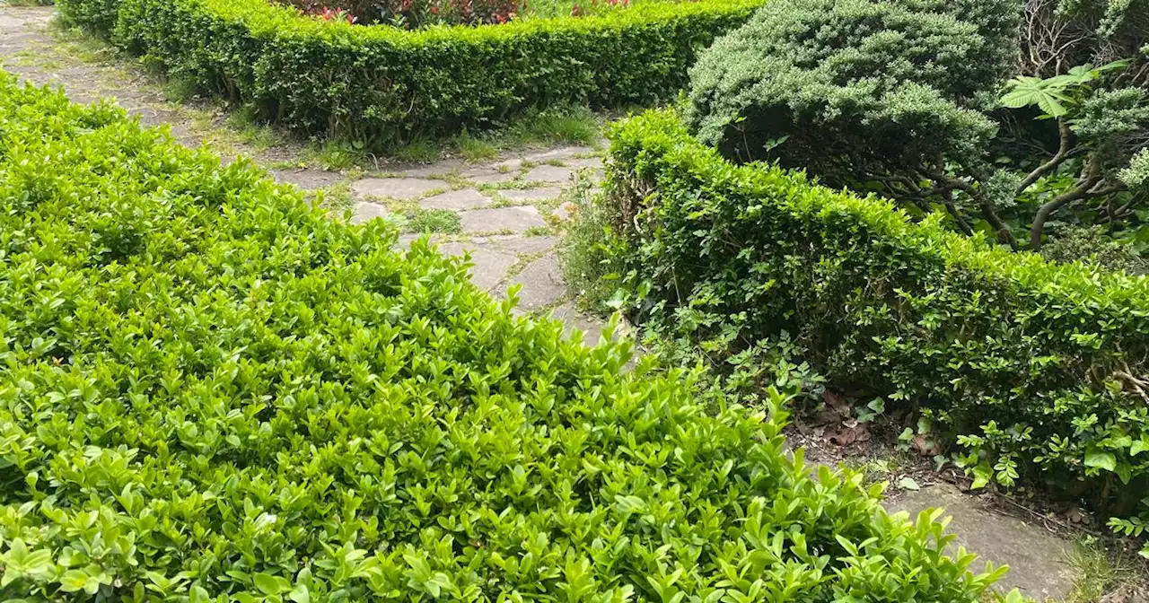 Tranquil Merseyside park with a maze that's 'perfect for picnics'