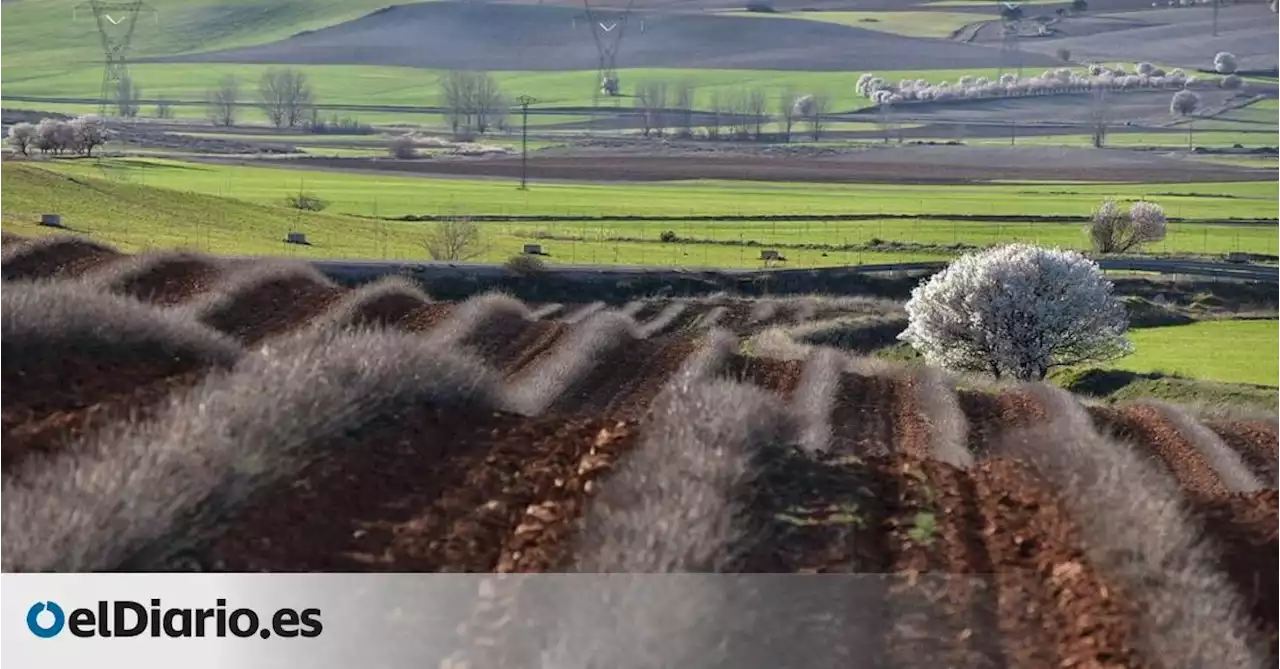 Cambiar de cultivos para sobrevivir, el dilema de los agricultores a pie de campo