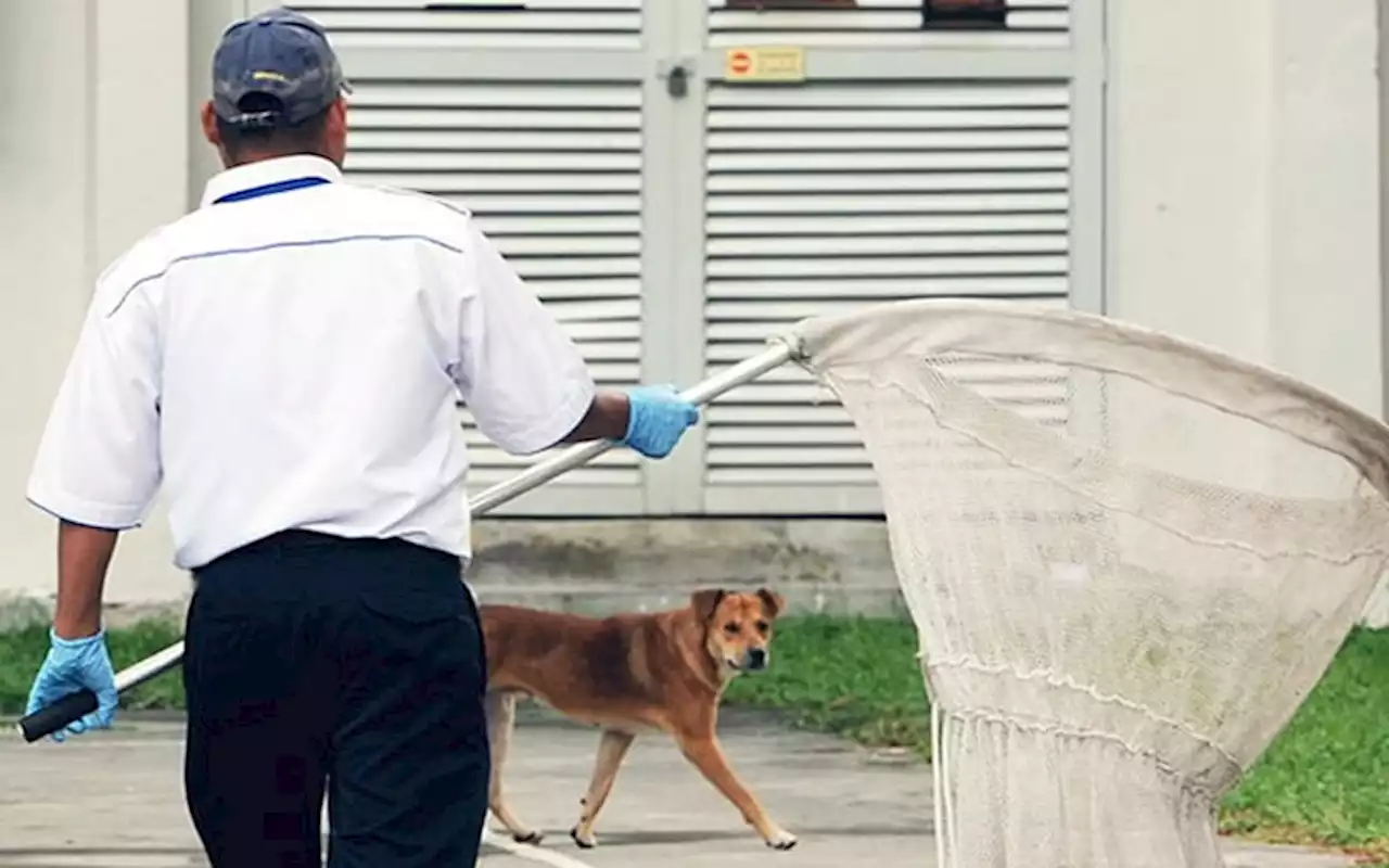 Police classify death of man during dog-catching op as ‘sudden death’