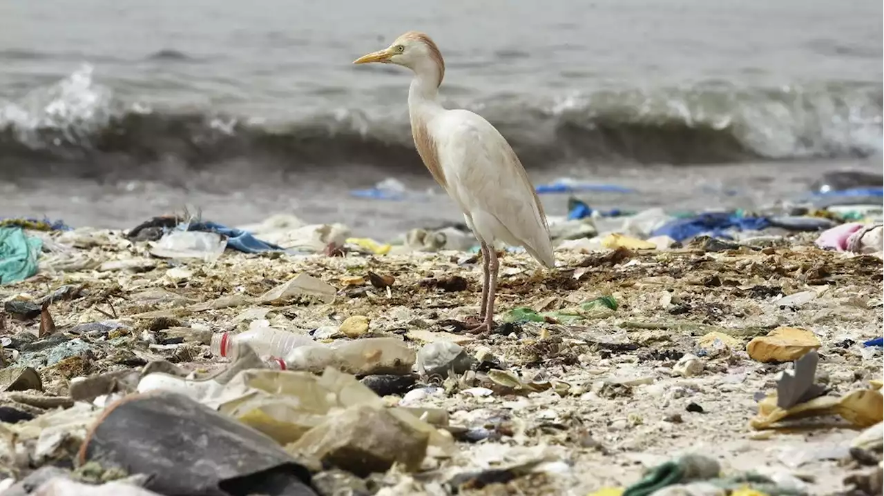 Environnement : Paris accueille des négociations pour réduire notre dépendance au plastique et la menace des microparticules