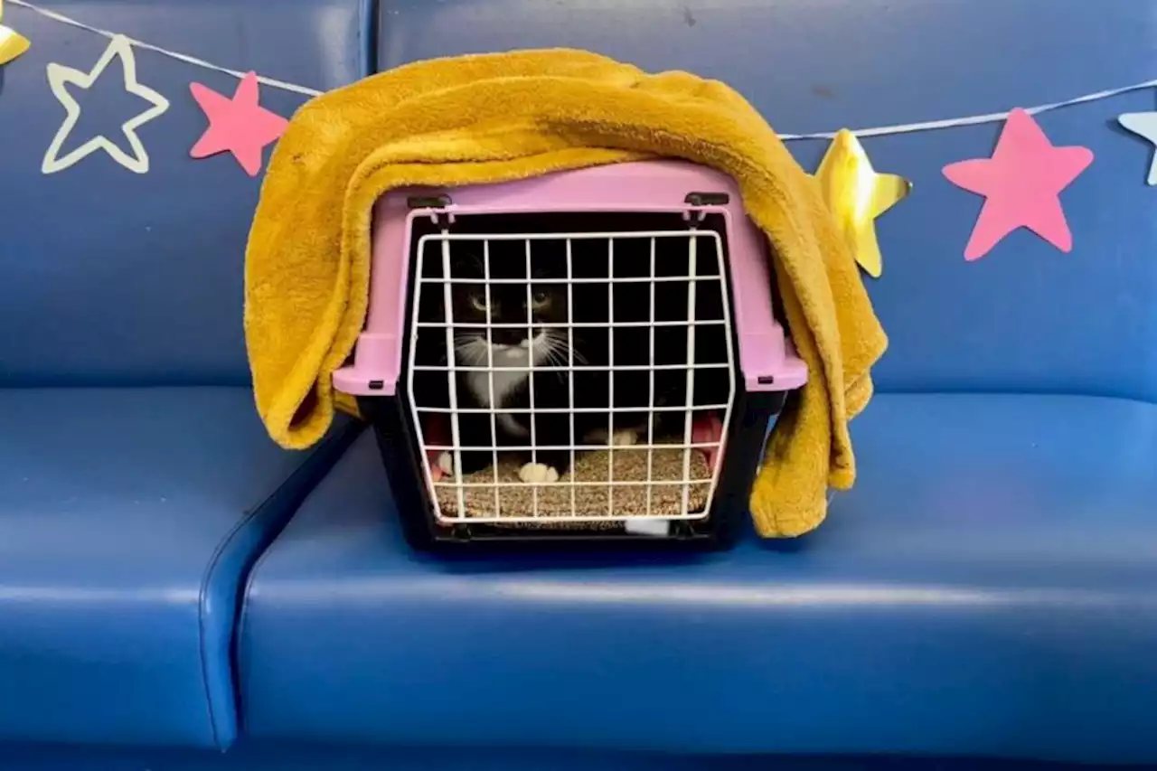 'The day everyone has been waiting for': Cat gets adopted after 246 days