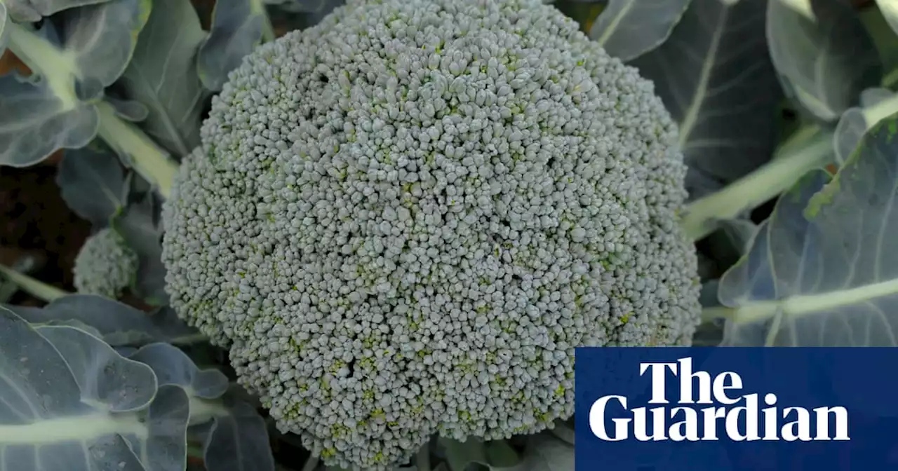 Broccoli ‘super soup’ may help keep type 2 diabetes at bay