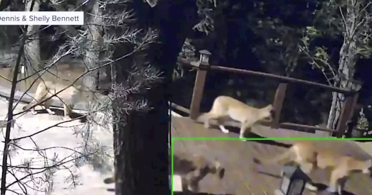 'Aggressive' mountain lions euthanized near Prescott after reported pet attacks