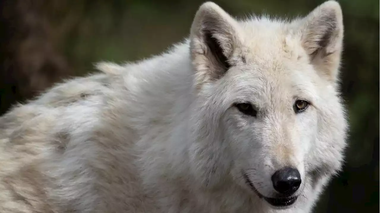 Elderly gray wolf at Woodland Park Zoo dies during medical procedure