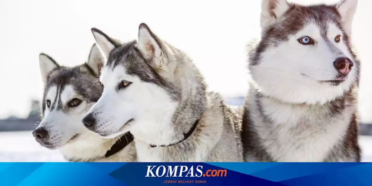 7 Ras Anjing yang Mirip Husky, Bertubuh Besar dan Menggemaskan