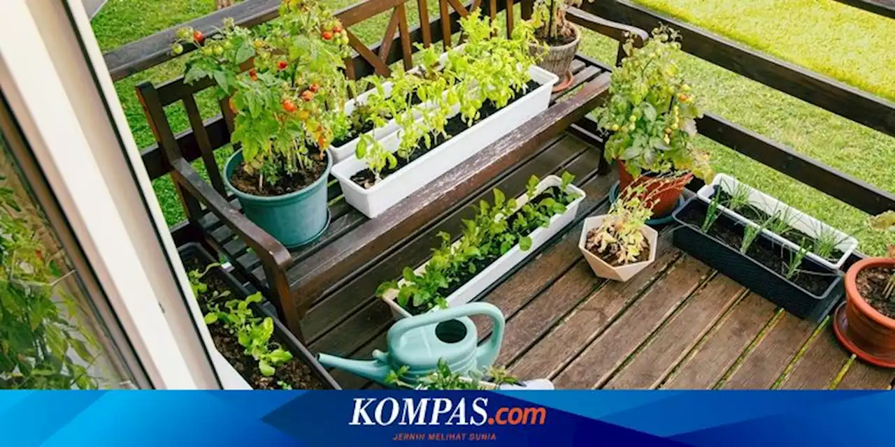 Ingin Punya Kebun Sayur di Teras Rumah? Begini Cara Mewujudkannya