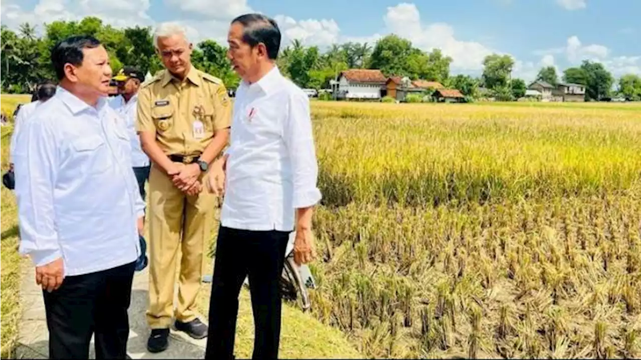 Respons Relawan soal Penilaian Jokowi Dua Kaki, Dekat dengan Ganjar juga Prabowo