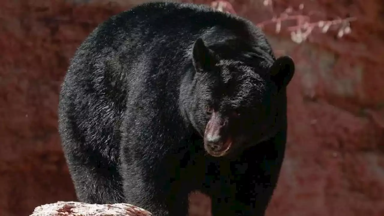 Bear helps itself to 60 cupcakes from Connecticut bakery, scares employees