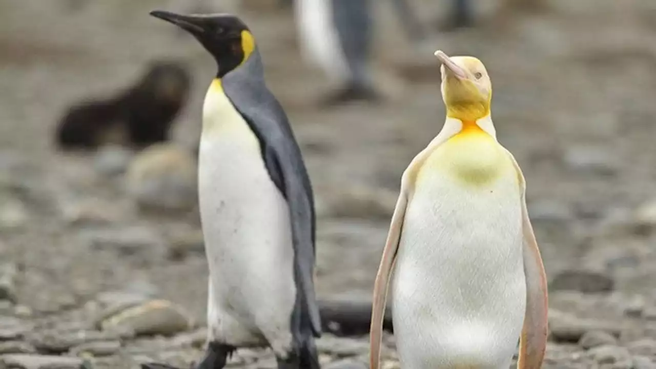 Penguin Kuning yang Langka Berhasil Diabadikan, Ini Penyebab Bulunya Berbeda