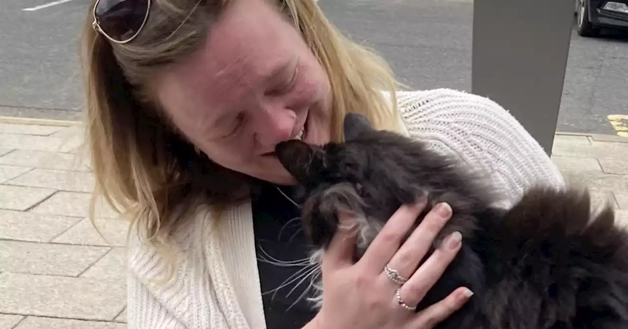 Animal sanctuary 'in tears' as cat missing for two months reunited with owner