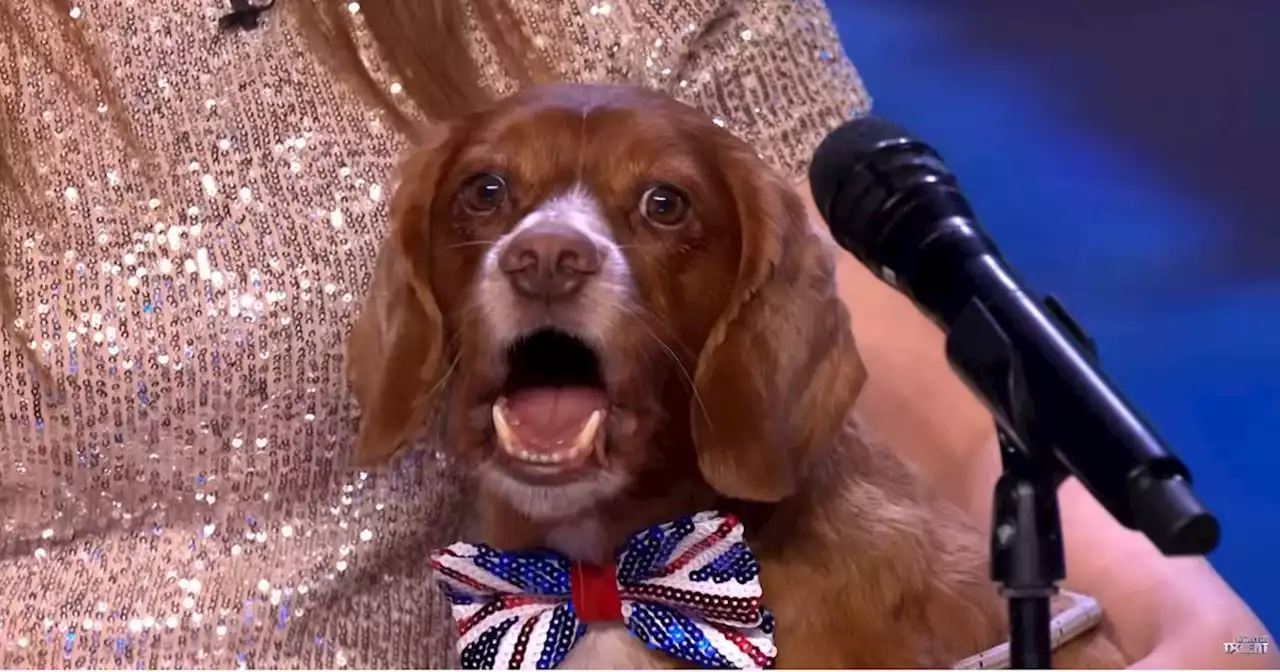 Britain's Got Talent viewers say same thing as 'singing' dog gets four yesses